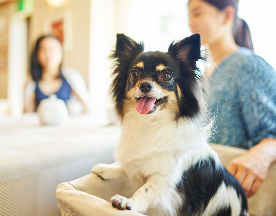 愛犬と楽しむ、那須高原の自然に囲まれたリゾートホテル ペット＆スパホテル那須ワン