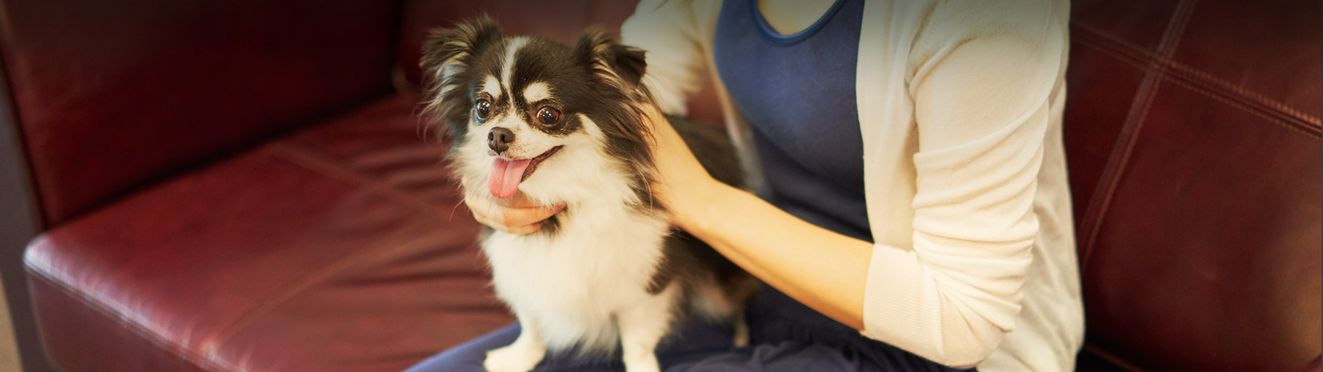 愛犬への手紙