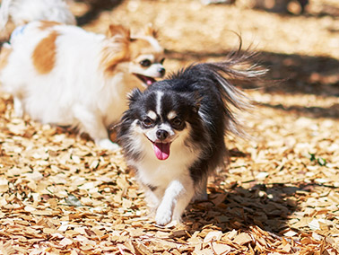 愛犬と一緒に愉しめる施設が充実