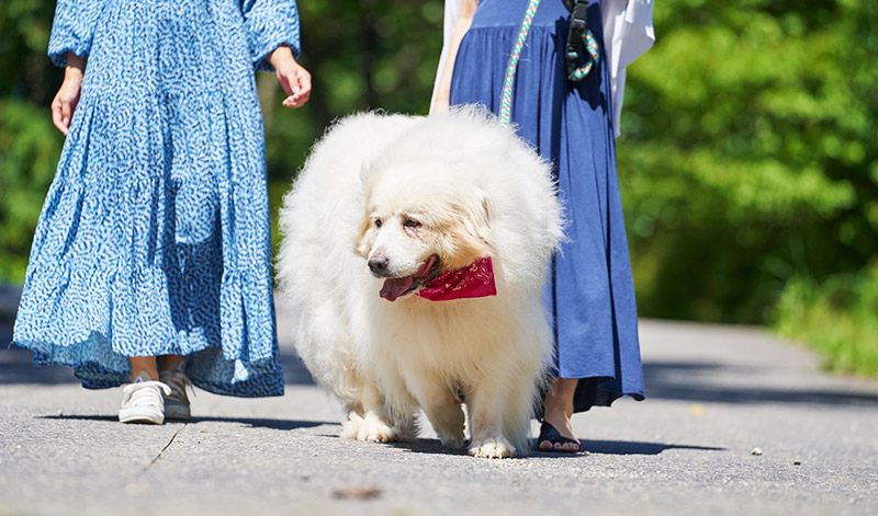 愛犬と一緒に愉しめる施設が充実